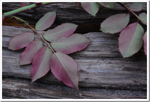 autumn rose leaf (2) 1
