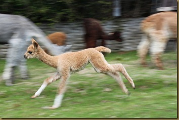 Lady Windsong running!