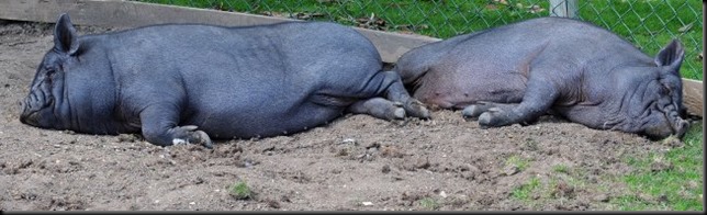 Pigs Pigs