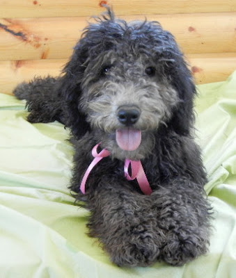 Beautiful Pandie Mandy is silvering and will be a lighter silver when mature.