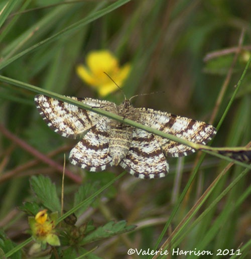 [common-heath%255B2%255D.jpg]