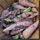 carrots picked (1)