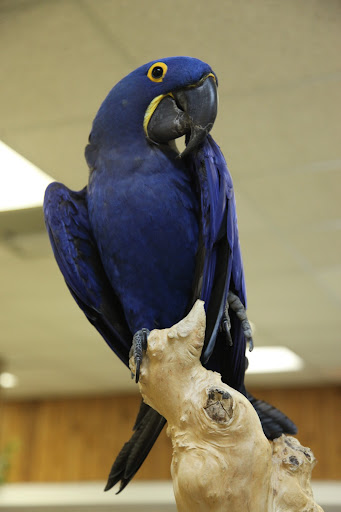 Another type of macaw is the Hyacinth Macaw.  It's the largest macaw and the largest flying parrot.  Sadly, these birds are an endangered species, due the destruction of their habitats and to illegal bird trapping.