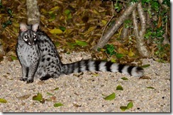 Spotted genet