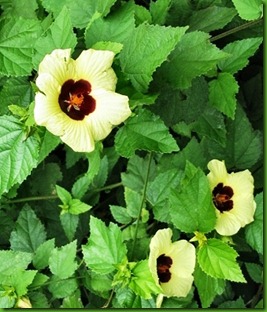 Hibiscus calyphyllus