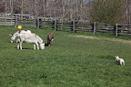 Hi Clive!  Hi Rufus! Hi Billie!  How are you donks doing today?  I just came by because I noticed something funny about Billie and wanted to make sure that she's okay!