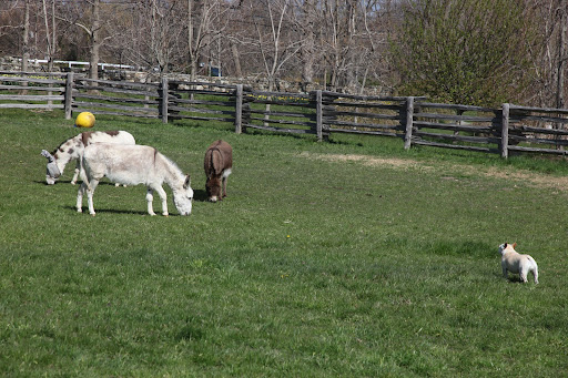 Hi Clive!  Hi Rufus! Hi Billie!  How are you donks doing today?  I just came by because I noticed something funny about Billie and wanted to make sure that she's okay!