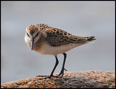 e sandpiper e sandpiper