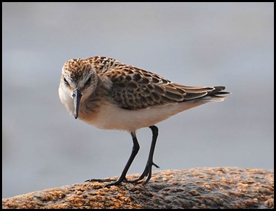 e sandpiper