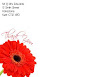 Red Gerbera 9 Thank You Notepaper