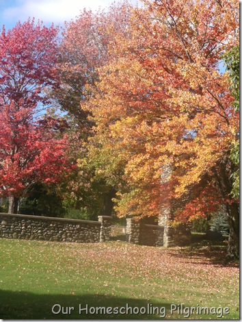 Fall Trees