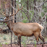 O primeiro Elk - Bryce Canyon NP - Hatch, UT