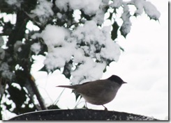 blackcap