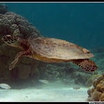 IMG_8701.JPG