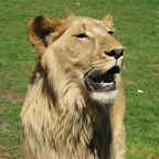 lion31.jpg