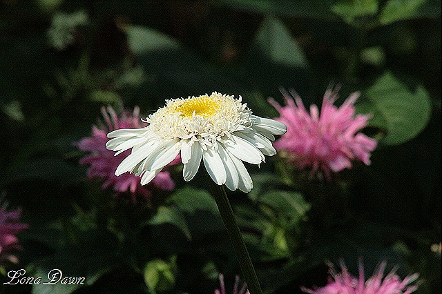 [Chrysanthemum_Wirral_Pride%255B8%255D.jpg]