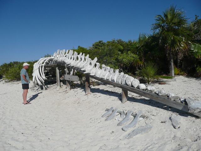 Whale skeleton at Warderick Wells beach