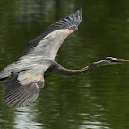 Great Blue Herons