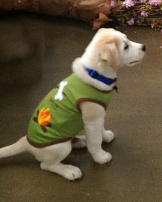 Meet Sambuca, owned by Erica Rybinski, Facilities Administrator. Sambuca is wearing the Camp Marsh Tee. “I’m a tank top kind of pup,” yips Sambuca, the dog who keeps everything running at MSLO. “From set up to clean up, I have to be ready to get my paws dirty!” Meet Sambuca, owned by Erica Rybinski, Facilities Administrator. Sambuca is wearing the Camp Marsh Tee. “I’m a tank top kind of pup,” yips Sambuca, the dog who keeps everything running at MSLO. “From set up to clean up, I have to be ready to get my paws dirty!”