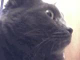 tumblr_lj8ynkBEYK1qc7554