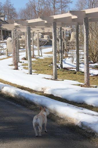 Oh, goody!  Now that the snow is finally melting, I can envision Martha's pergola covered with beautiful clematis, one of my favorite flowers!