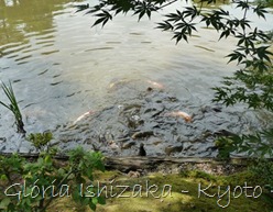 Glória Ishizaka - Kinkakuji - Kyoto