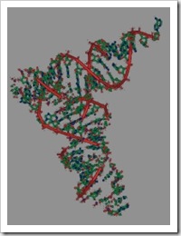 Molecular structure of a transfer ribonucleic acid (tRNA). Image credit: U.S. Department of Energy Genomic Science program, http://genomicscience.energy.gov