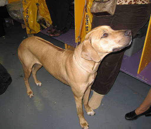 Rhodesian Ridgeback --- check out the ridge of hair running down the center of her back!