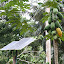 Solar panels and papayas
