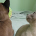 NATURAL & BLUE MINK MALE