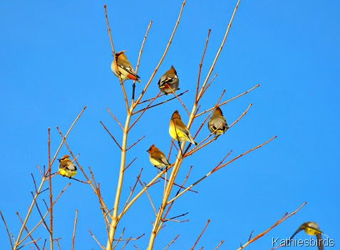 1. Bohemian Waxwings-kab