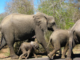 The elephant herd wanted to cross the road and we accidentally wound up between the whole bunch of them. Thankfully none of them were in a particularly angry mood and they left us alone. Transition to Madagascar - 075.jpg