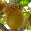 Actinidia deliciosa. Kiwi plant