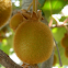 Actinidia deliciosa. Kiwi plant