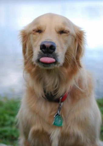 [funny-animals-cute-38%255B2%255D.jpg]
