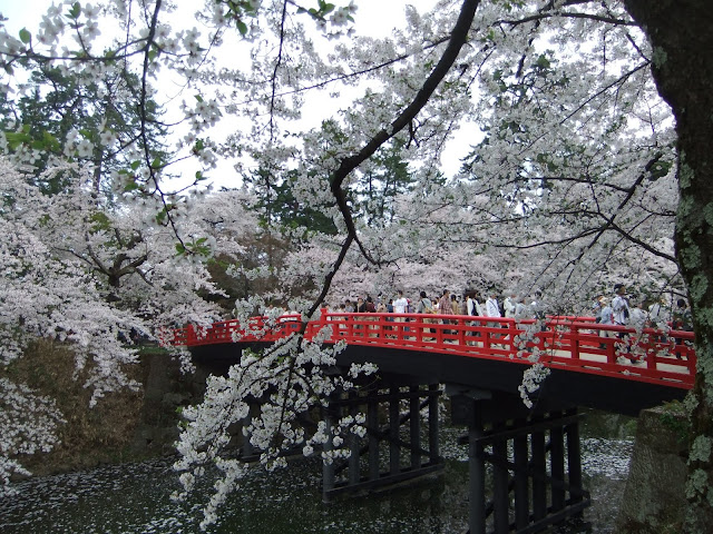 お堀に架かる橋と桜