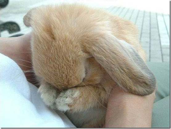 animals-worried-face-33