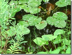 Frog on Lilypad