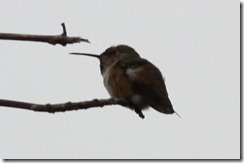 Allen's Hummingbird?