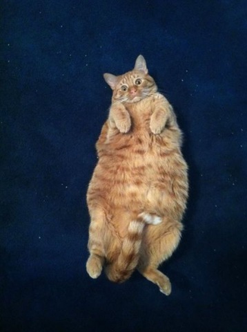 [funny-animals-cute-31%255B2%255D.jpg]