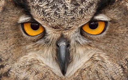 owls04