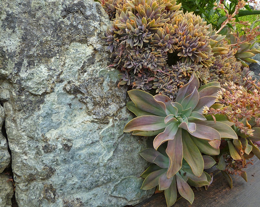 [Graptoveria-Fred-Ives-Crested_01%255B3%255D.jpg]