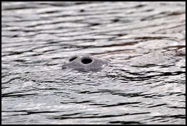 09c - Manatee 09c - Manatee