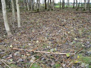 Click to see large image