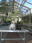 Well, here we are now in the empty Skylands greenhouse!  Don't you think the crew did a really nice job washing the windows?