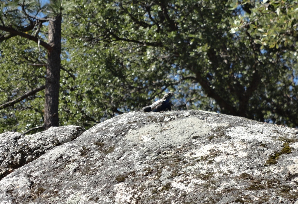 [Idyllwild%2520Camping%2520088A%255B5%255D.jpg]