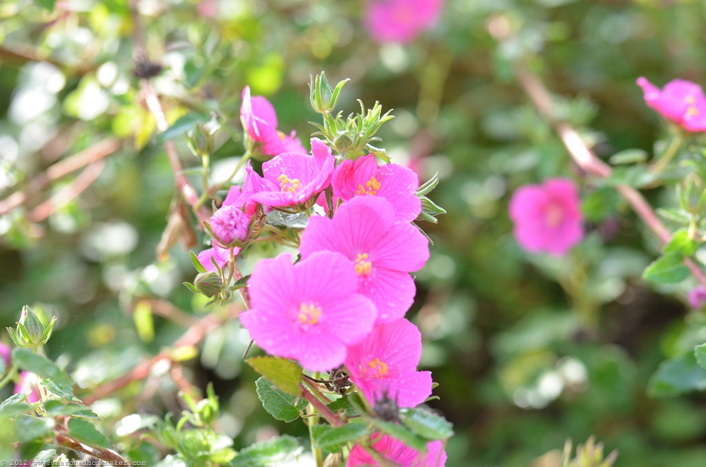 [Desert%2520Rose%25201%255B4%255D.jpg]