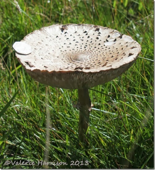 32-parasol-mushroom