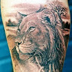 Lion #3