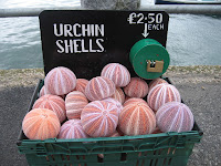 Sea urchin shells
